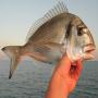 vente de poissons daurade et loup de mer