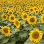HUILE DE TOURNESOL RAFFINE (Alimentaire)