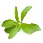 stevia plant,  seeds,  