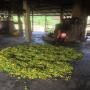 ylang organic produc distiller bio if partnership