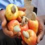 noix de soja - anacarde Kor 47 - ouest-Africa