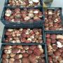 fresh boletus,  marasmius,  chantarelus,  truffles