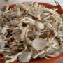 tonne de champignons bio et mycélium à vendre rci