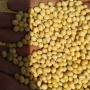 Recherche d'acheteurs du Soja Non gmo