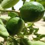citron vert au sénégal en quantité 