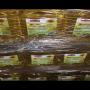 Sun flower oil 