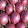 Red and white onions.fresh
