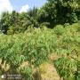 Manioc frais