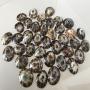 cellana testudinaria polished