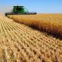 UREA, SOFT & HARD WHEAT GRAIN