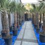Trachycarpus fortunei