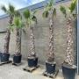 Washingtonia robusta