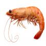Vente de crevettes fra&icirc;ches /s&eacute;ch&eacute;es 