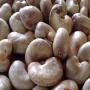 Noix de Cajou +70 000 tonnes disponibles