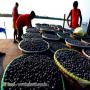 fournisseur d'a&ccedil;aí du br&eacute;sil