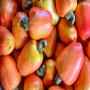 noix de cajou- Anacarde Kor 47 Ouest- Africa