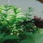 Verveine bio 