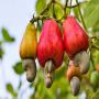 noix de cajou- Anacarde KOR 47 Ouest- Africa