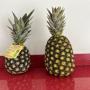 Ananas pain de sucre Perpignan France 