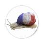 Escargots chair, vif, coquille, bave ...