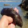 Concombres de mer