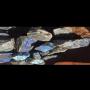 Cherche client labradorite ou autre pierre 