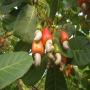 noix de cajou- Anacarde KOR 47 Ouest- Africa