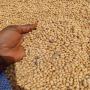 soja bio non OGM vann&eacute; - Ouest-Africa