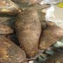 Vente en gros de manioc sucr&eacute; 