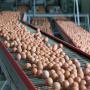 Oeufs de poule Oeufs d'autruche, Oeufs de poule,