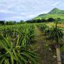 Fruits exotiques d’Equateur; campofruits