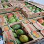 Mangue keitt