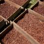  du cacao café pour le compte de la campagne 2022