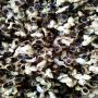 ailes des thaumatococcis danielli