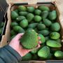 avocado from morocco 