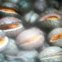 voacanga  africana -