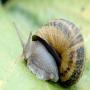 looking for a partner to sell our snails
