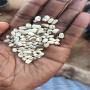 disponibilite de niebe blanc 100tonnes