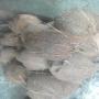 Husk/dried coconut