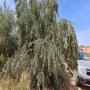Vente olives