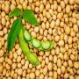 benin soybean