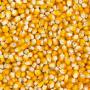 Mais jaune 12000 tonnes &agrave; Dakar