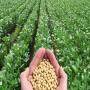 soja bio non OGM vann&eacute; - Ouest-Africa