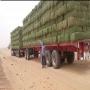 premium grade alfalfa bales