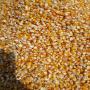 Ventes ,Maïs Jaunes et Blancs , haricots secs ,mi