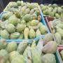 figues de barbarie 