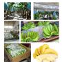 banana cavendish