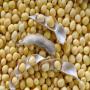 sale of conventional soy,  sesame and pineapple