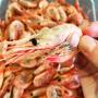 crevettes fumé disponible pour exportation