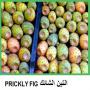figues de barbarie certifie bio 